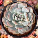 Echeveria 'Orange Monroe' 4" Succulent Plant