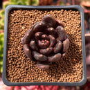 Echeveria 'Blackbird' 1" Succulent Plant