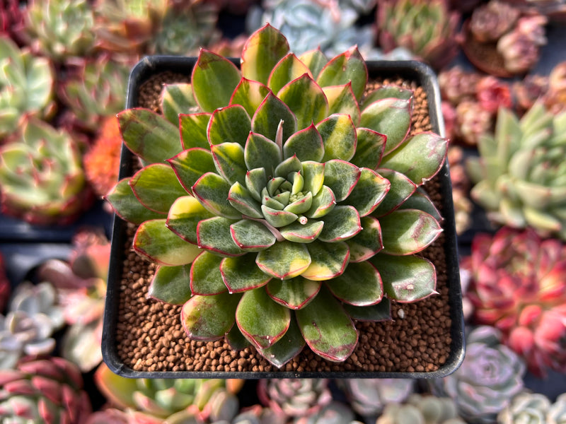 rare succulent plants Echeveria 'Pollina' Variegated 3"-4" Very Rare Succulent Plant – True Succulents Plant Co