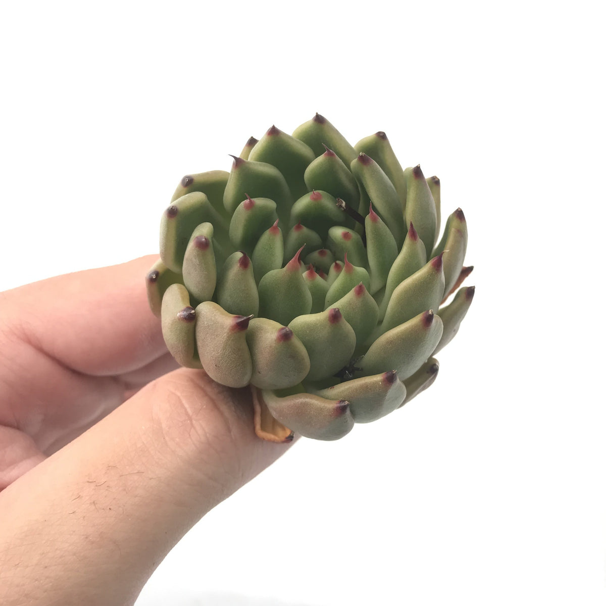 Echeveria Agavoides 'Golden Bear'' 1"-2" Rare Succulent Plant