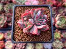 Echeveria 'Luella' Crested 1" Succulent Plant