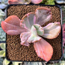 Echeveria 'Berserk' Variegated 2"-3" Cutting Succulent Plant