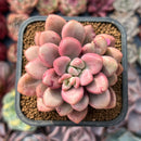 Echeveria 'Polari Heart' 2" Succulent Plant