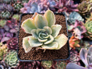 Echeveria 'Japan Moon River' Variegated 3" Succulent Plant