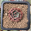 Echeveria 'Pink Vanilla' 1" New Hybrid Small Succulent Plant