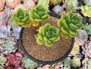 Echeveria 'Peridot' 4" Cluster Succulent Plant