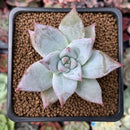 Echeveria 'Colosseum' 1"-2" New Hybrid Succulent Plant