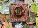 Echeveria Agavoides 'Jelly Cassiopeia' 1" Succulent Plant