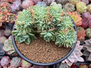 Echeveria 'Pansy' Crested 5" Succulent Plant