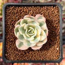 Echeveria 'Compton Carousel' Variegated 1" Succulent Plant