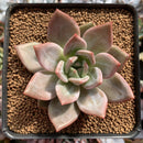 Echeveria Agavoides 'Baekya' 2" Succulent Plant