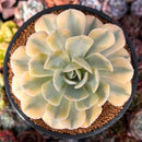 Echeveria Runyonii Variegated (Aka Echeveria 'Akaihosi' Variegated) 4" Succulent Plant