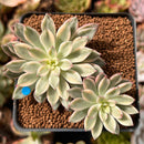 Echeveria 'Green Emerald' Variegated 2"-3” Cluster Succulent Plant