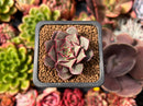 Echeveria 'Longissima' 1" Small Succulent Plant