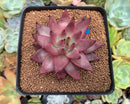 Echeveria Agavoides 'Sirus' 3" Succulent Plant