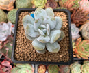 Echeveria 'Laui' 1" Powdery Succulent Plant