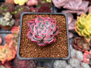 Echeveria 'Black Swan' 1" Succulent Plant