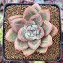 Echeveria 'Orange Champaign' 2" Succulent Plant