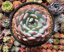 Echeveria 'Orange Monroe' 4"-5" Succulent Plant