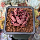 Echeveria Agavoides 'Red Ebony' 1" Succulent Plant