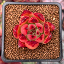 Echeveria Agavoides 'Sharp Tips' 2" Succulent Plant