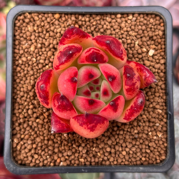 sharp succulent Echeveria Agavoides 'Sharp Tips' 2" Succulent Plant – True Succulents Plant Co