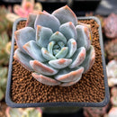 Echeveria 'Trumso' 1" Powdery Succulent Plant