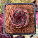 Echeveria 'Violet Cheese' 2" Succulent Plant
