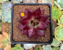 Echeveria Agavoides 'Luming' 3" Succulent Plant