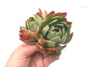 Echeveria Agavoides 'Red Glow’ Double Headed Cluster 6" Large Rare Succulent Plant
