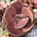 Echeveria 'Brunch Wine' (브런치와인) (Not E. 'Blush Wine') 4"-5" Large Paddle-Shaped Leaves Succulent Plant