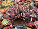 Echeveria Agavoides 'Maria' 5" Cluster Large Succulent Plant