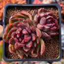 Echeveria 'Rosa Pink' 2" Cluster Succulent Plant