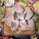 Echeveria 'Rodolfi' 2"-3" Succulent Plant