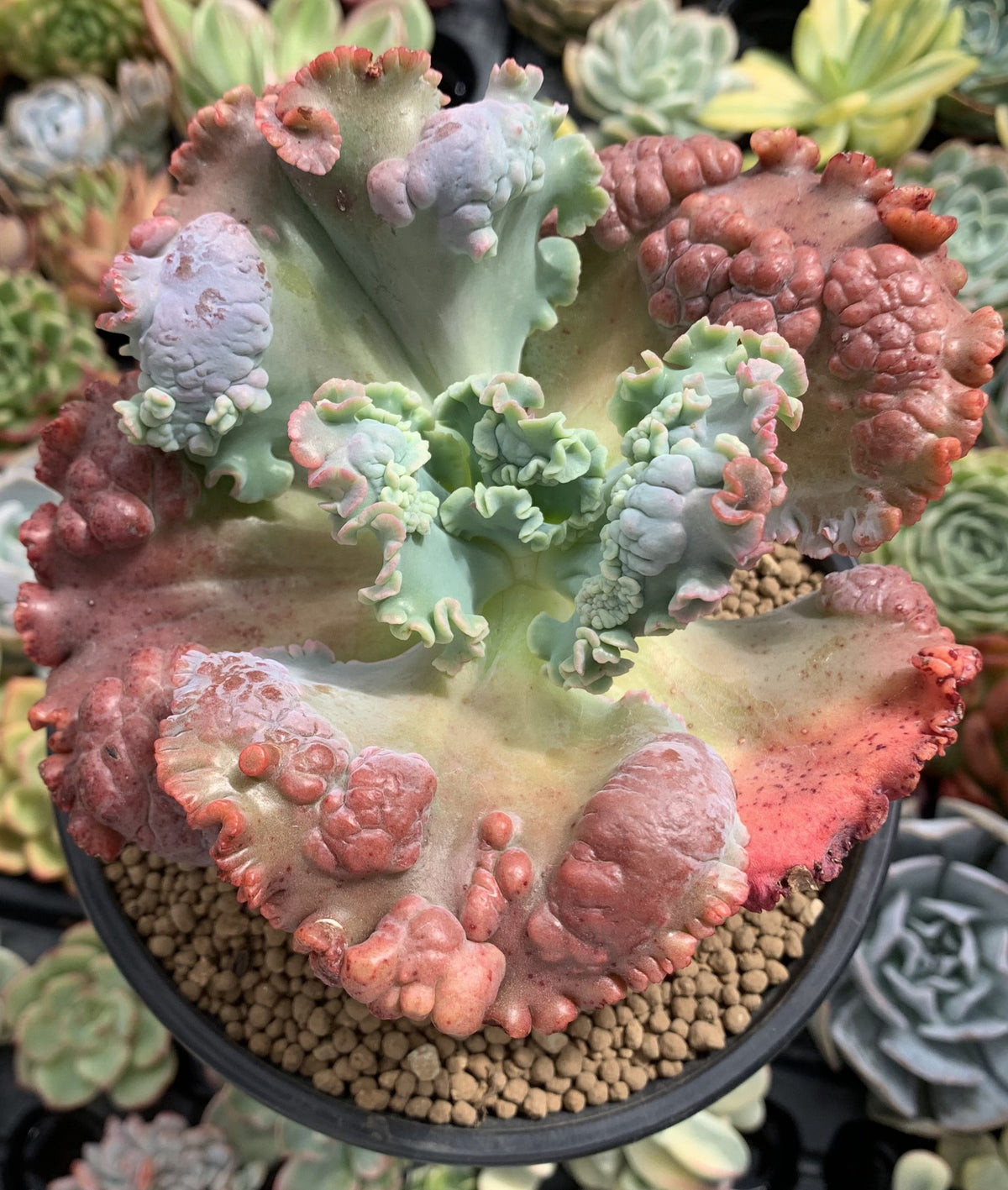 Echeveria 'Mauna Loa' 4" Succulent Plant