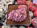 Echeveria 'Florence' Crested 2" Succulent Plant