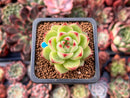 Echeveria 'Moonstone' 1" Succulent Plant