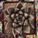 Echeveria Agavoides 'Pyche' 3" Succulent Plant