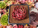 Echeveria Agavoides 'Polar Rose' 2" Succulent Plant