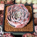 Echeveria 'Pinky' 2" Succulent Plant