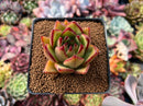 Echeveria Agavoides 'Lemon Tree' 2" Succulent Plant