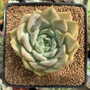 Echeveria 'Gemini' 3" Succulent Plant