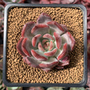 Echeveria 'Glam Pink 1"-2" Succulent Plant