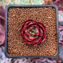 Echeveria sp. 1" Air Magic Hybrid Succulent Plant