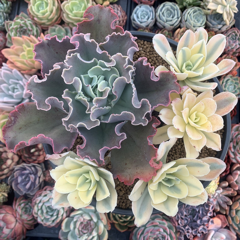 succulents australia sales Echeveria 'Japan Moon River' Variegated 7" Very Large Cluster Succulen –  True Succulents Plant Co
