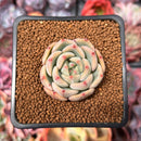Echeveria 'Monello' 1" Succulent Plant