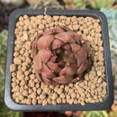 Echeveria Agavoides 'Almond' 1" Succulent Plant