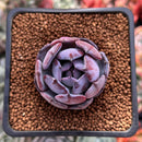 Echeveria 'Rainbow Goddess' 1" New Hybrid Succulent Plant