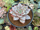 Echeveria 'German Champaign' 4" Succulent Plant
