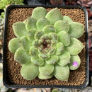 Echeveria Agavoides 'Amethyst' 3"-4" Succulent Plant